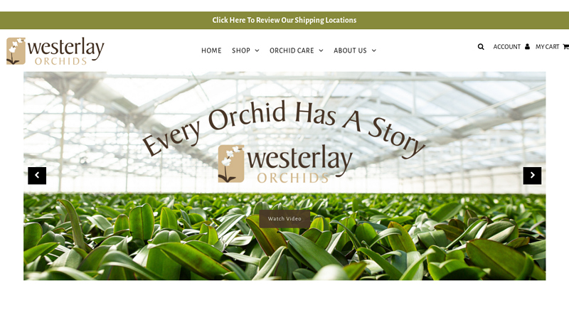 Westerlay Orchids